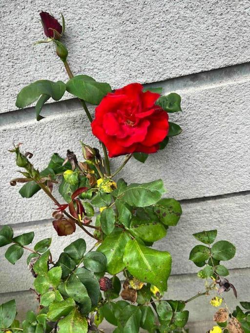 Gite De La Petite Fourmy Saint-Sulpice-les-Feuilles Eksteriør billede
