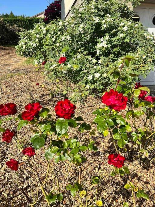 Gite De La Petite Fourmy Saint-Sulpice-les-Feuilles Eksteriør billede